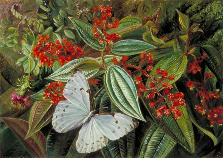 Trees Laden with Parasites and Epiphytes in a Brazilian Garden, 1873 - Marianne North