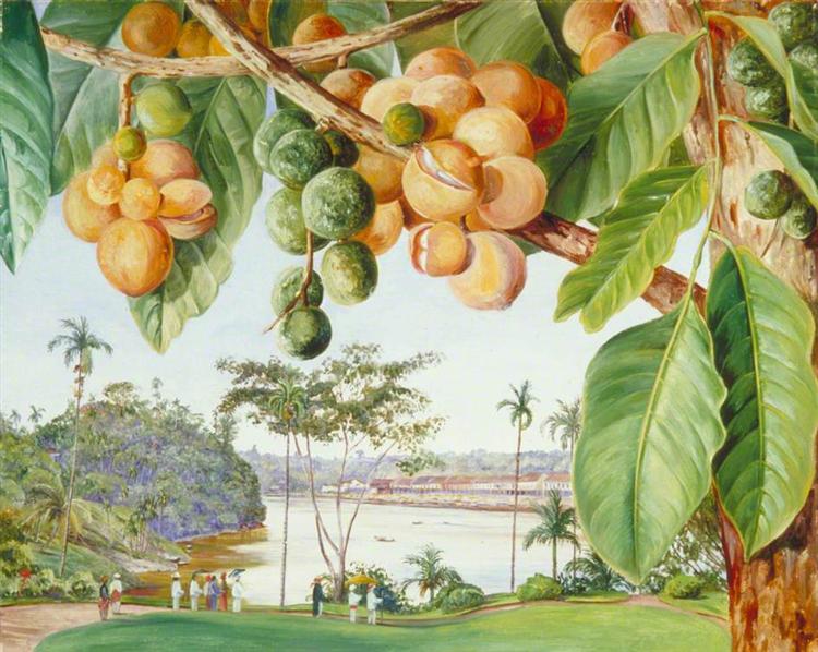 View from the Istana, Sarawak, Borneo, 1876 - Marianne North
