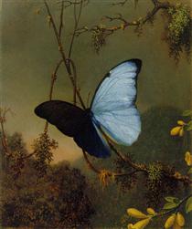Blue Morpho Butterfly - Martin Johnson Heade