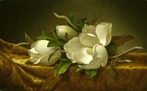 Magnolias on Gold Velvet Cloth - Martin Johnson Heade