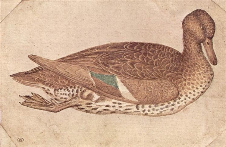 Duck, 1440 - Пізанелло
