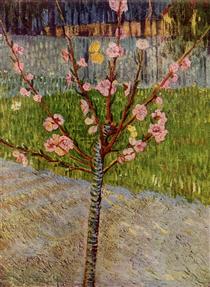 Almond Tree in Blossom - Винсент Ван Гог