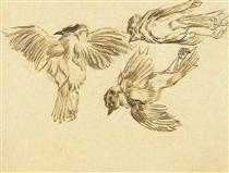 Studies of a Dead Sparrow - Vincent van Gogh